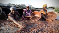 Prix du café et du cacao: un "ouf" de soulagement pour les producteurs ivoiriens