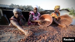 Des femmes d'une ferme ramassent des graines de cacao à Djangobo, Niable, en Côte d'Ivoire, le 17 novembre 2014.