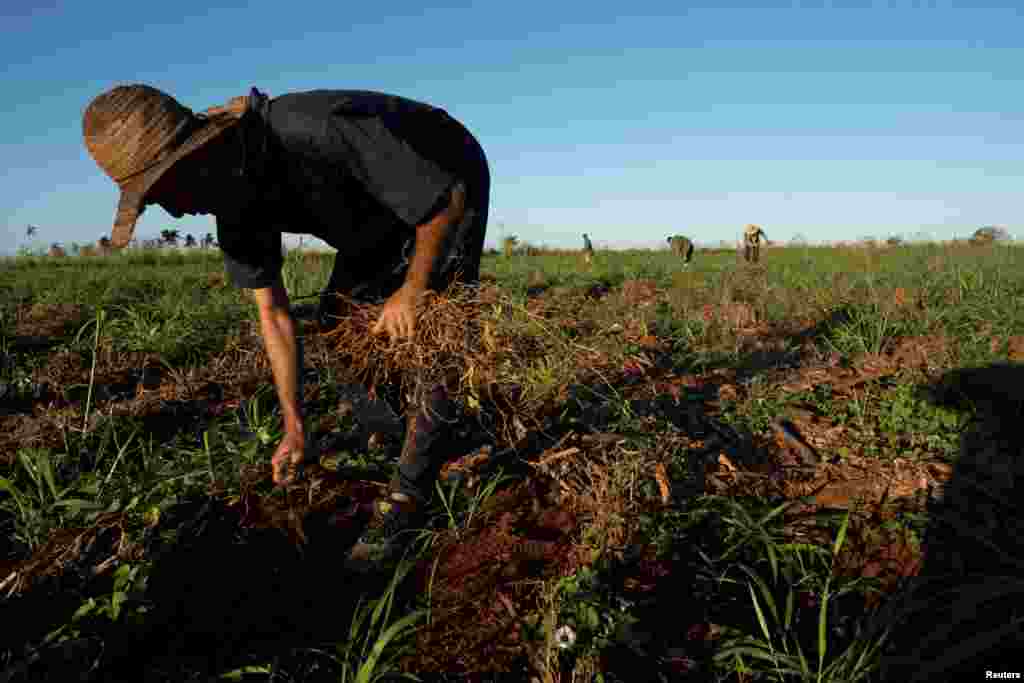 Aunque han pasado unas dos semanas desde el paso del meteoro por el occidente de la isla, las líneas eléctricas siguen caídas, lo que dificulta el trabajo en el campo. Abreu y otros agricultores como&nbsp;Carlos Yopisai&nbsp;tampoco tienen agua para regar sus cultivos.