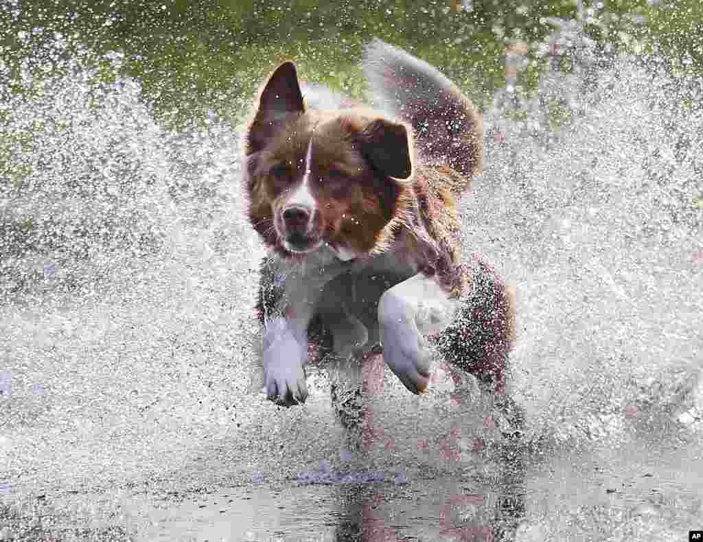 Australian shepherd dog Lizzi runs through the water to catch a ball in a park in Frankfurt, Germany.