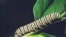 FILE: A monarch caterpillar.