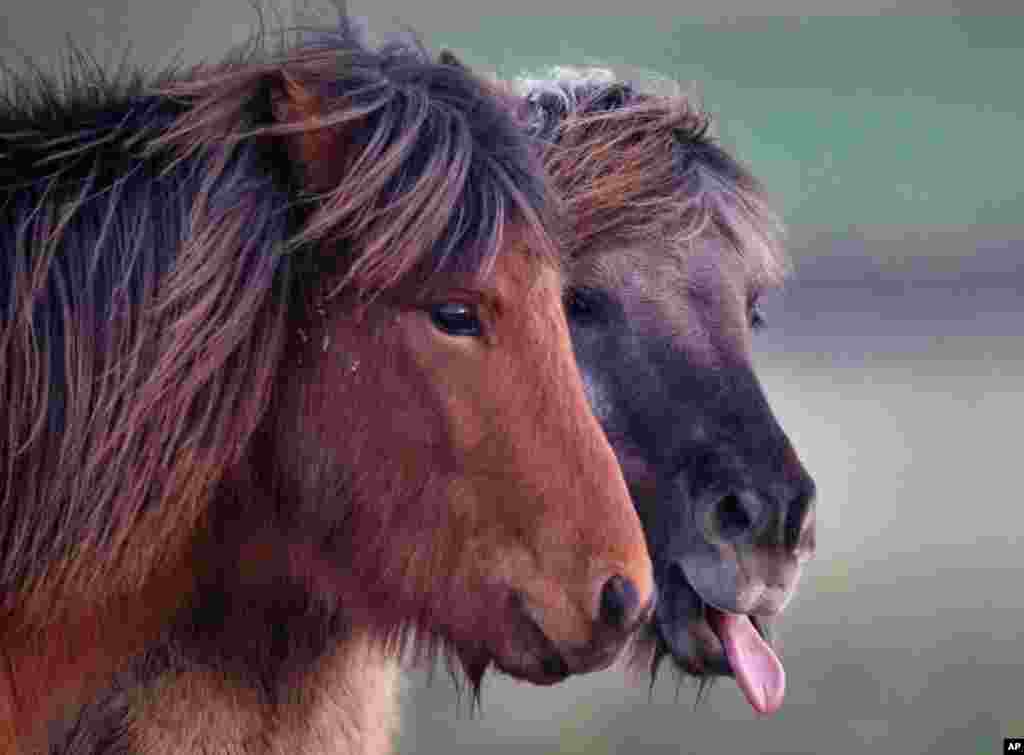 Two Iceland stallions stand together in a paddock in Wehrheim near Frankfurt, Germany.