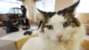 Cats at Japan's 'Cat Cafes' Now Allowed to Stay Up Till 10
