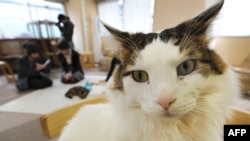 FILE - Japanese youths fondling cats at a 'cat cafe' in Tokyo, Feb. 23, 2012. The Environment Ministry's animal rights panel said Wednesday that the cats will be allowed to hang out two hours later than the old guidelines allowed.