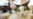Study: Cats Not Linked to Mental Illness