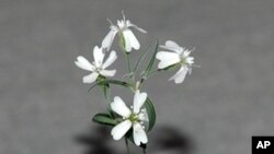 นักวิทยาศาตร์รัสเซียชุบชีวิตดอกไม้โบราณกว่า 30,000 ปีจากใต้ทุ่งน้ำแข็งในไซบีเรีย