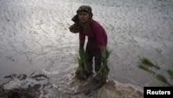 چاولوں کی فصل کسی حد تک زیادہ پانی برداشت کرسکتی ہے
