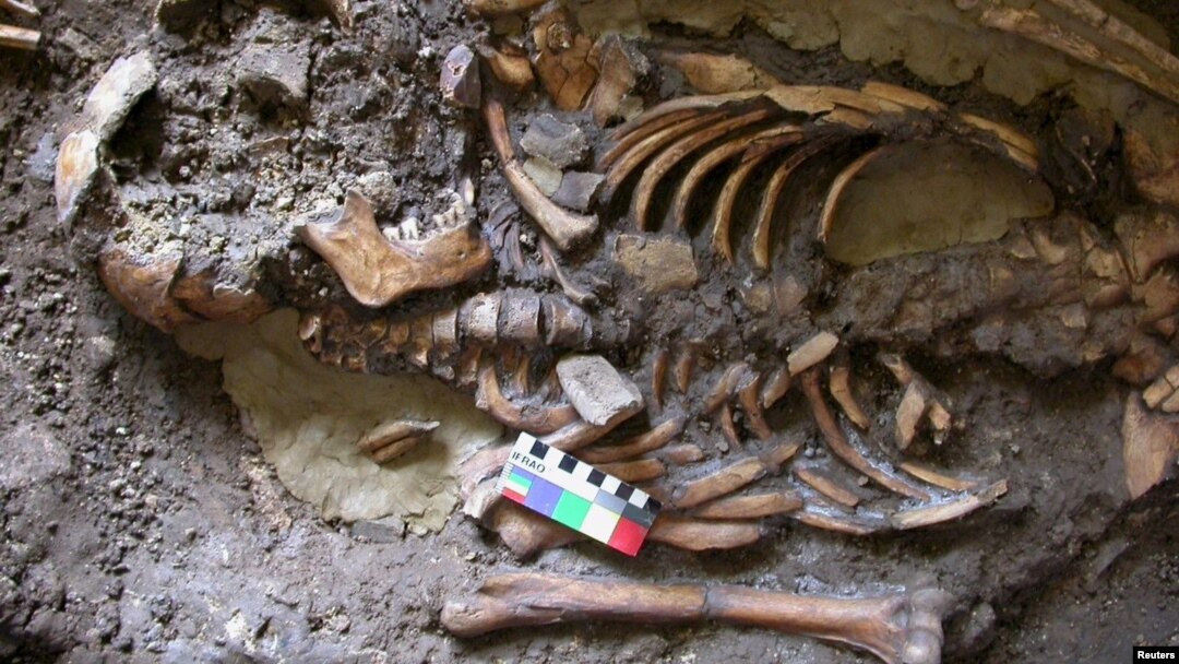 A skeleton dating from almost 10,000 years ago which was found in the Kotias Klde rock shelter in Western Georgia is seen in an undated picture courtesy of the University of Cambridge, in Cambridge, U.K.