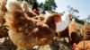 McDonald's to Switch to Cage-free Eggs Over Next Decade