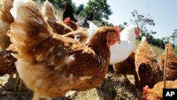 FILE - Free range chickens feed in a pasture near Dawson, Ill., Aug. 25, 2010.