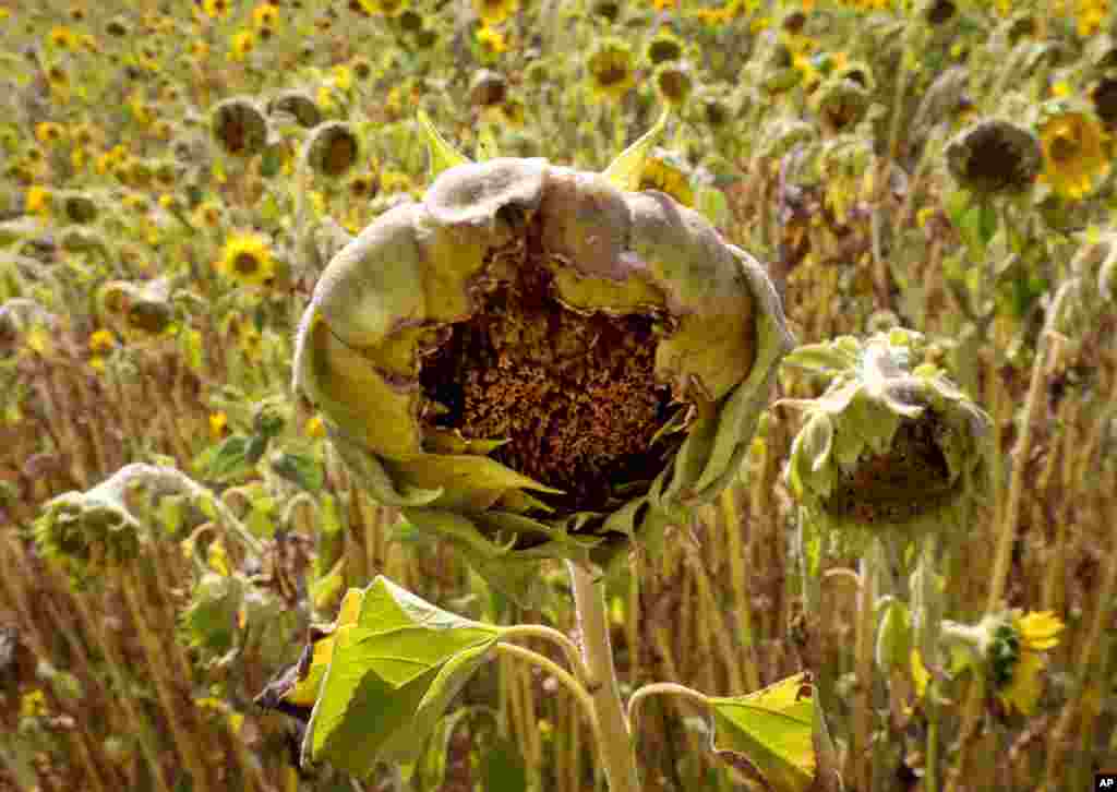 Withered sunflowers are seen in Wehrheim near Frankfurt, Germany.