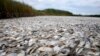 Dead pogies float in a fish kill in a pass near Bay Joe Wise on the Louisiana coast, Thursday, Sept. 16, 2010. It is the second fish kill discovered in lower Plaquemines Parish in the past week, typically a time of year when oxygen-depleted dead zones for