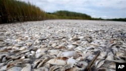 The "Dead Zone" kills thousands of fish every spring in the Gulf of Mexico. Dead pogies litter the Louisiana coast in the southern U.S. 