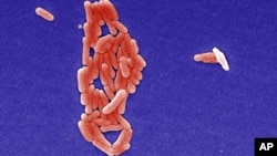 FILE - Salmonella bacterium