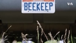 Наша американская история: пчеловод Максим Рачков