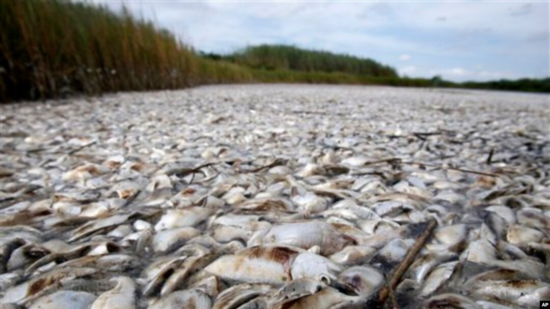 The "Dead Zone" kills thousands of fish every spring in the Gulf of Mexico. Dead pogies litter the Louisiana coast in the southern U.S. 