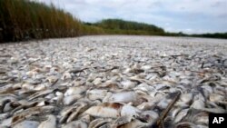 Dead pogies float in a fish kill in a pass near Bay Joe Wise on the Louisiana coast, Thursday, Sept. 16, 2010.