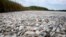 Dead pogies float in a fish kill in a pass near Bay Joe Wise on the Louisiana coast, Thursday, Sept. 16, 2010.