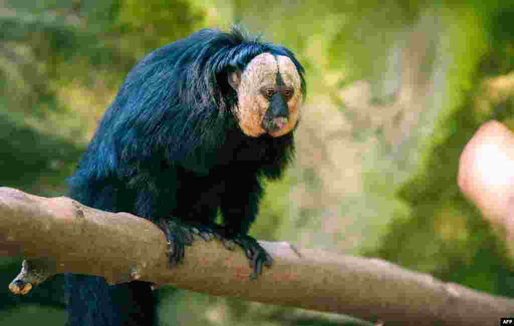 A white-faced saki is pictured in its enclosure at the Tierpark zoo in Berlin, Germany.