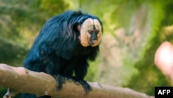 FILE - A white-faced saki is pictured in its enclosure at the Tierpark zoo in Berlin on May 20, 2014. In the wild, the animals are native to parts of South America. Three white-faced sakis were among eight monkeys found dead at the Hong Kong zoo October 13, 2024.