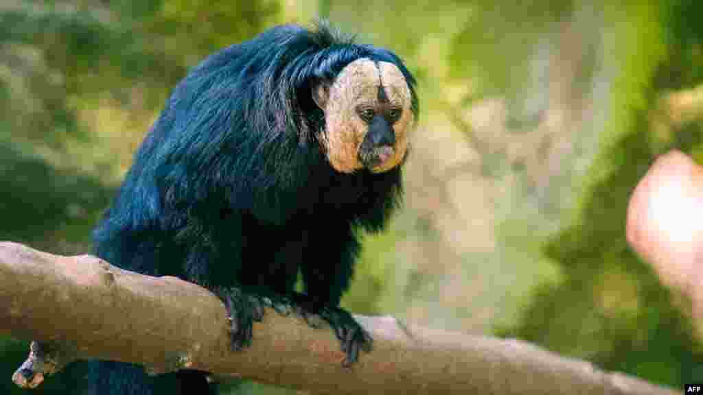 Seekor saki, atau sejenis monyet berwajah putih, istirahat di kebun binatang Tierpark di Berlin, Jerman.