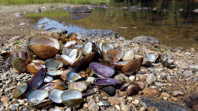 US Scientists Discover Large Die-off of River Mussels
