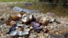 US Scientists Discover Large Die-off of River Mussels