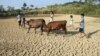 FILE - Children herding cattle walk through a dried pond in the summer heat as they search for drinking water in Shaoyang county, Hunan province, Aug. 1, 2013.