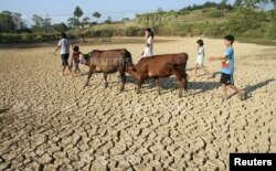 Children herding cattle walk through a dried pond in the summer heat as they search for drinking water in Shaoyang county, Hunan province.