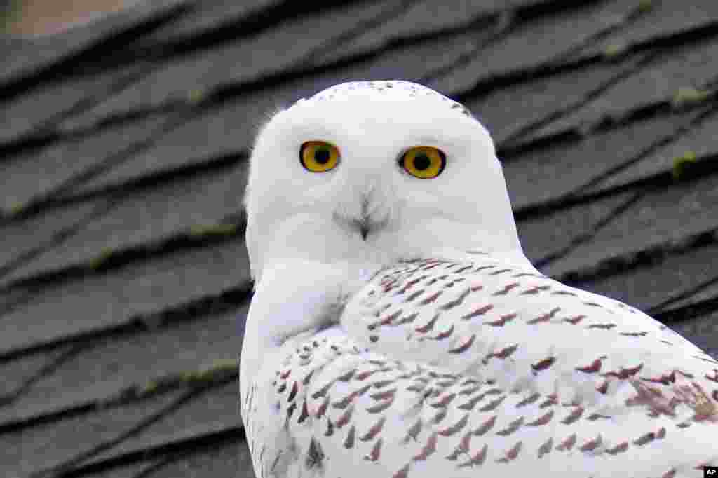 A snowy owl peers out from atop a rooftop in a residential neighborhood where it's been seen for over a week in Seattle, Washington.