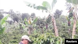 Un trabajador recoge frutos de café Monte Claro, una variedad de café arábica, en una plantación en Trujillo, Venezuela. REUTERS 