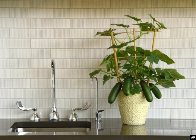 This image provided by PanAmerican Seed shows a Kitchen Mini Quick Snack miniature cucumber plant growing indoors on a kitchen counter. (PanAmerican Seed)