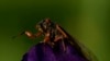 FILE—An adult periodical cicada waves its legs as it climbs over an iris in the afternoon sun on May 17, 2024, in Charleston, Ill. 