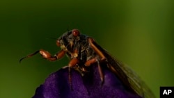 FILE—An adult periodical cicada waves its legs as it climbs over an iris in the afternoon sun on May 17, 2024, in Charleston, Ill. 