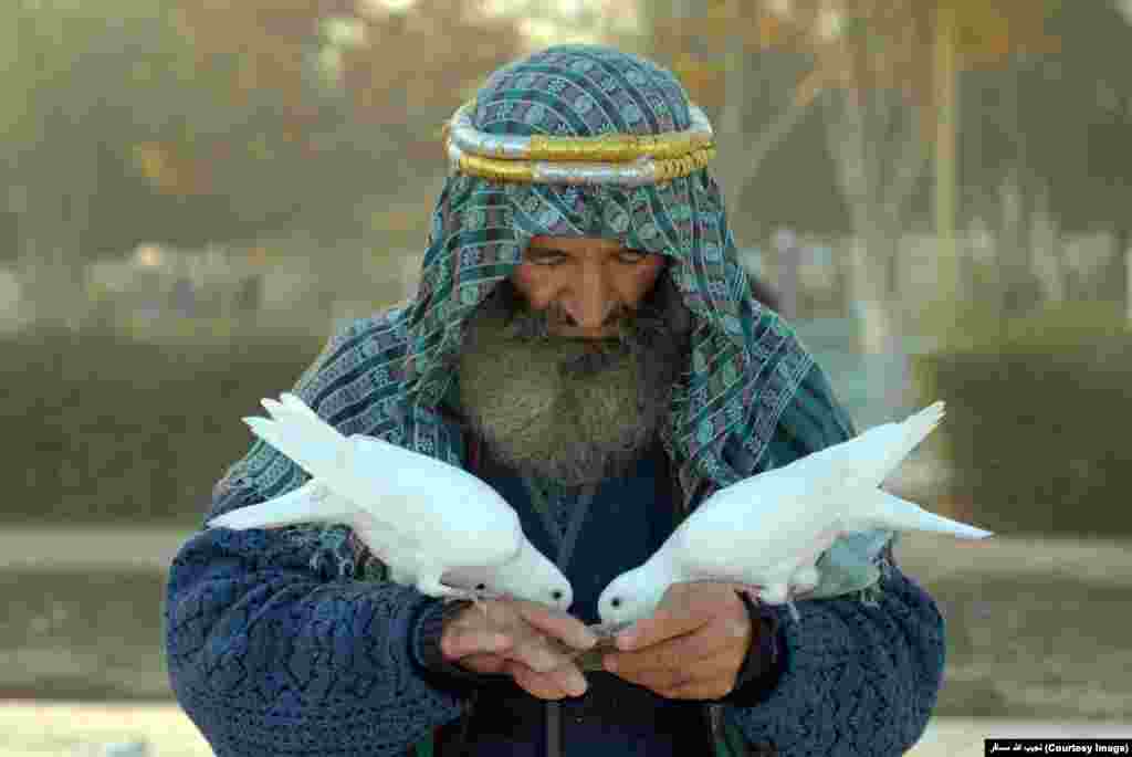 لحظۀ که شاید هرگز تکرار نشود، صوفی افغان در حال تغذیۀ کبوتران