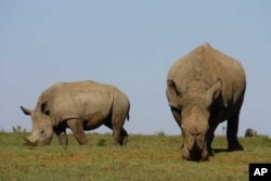 Mander wants to see African rhinos where they belong: out in the wild, free from human threat
