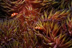 Dua ikan badut berenang di Great Barrier Reed di lepas pantai Cairns, Australia, 26 Oktober 2019. (Foto: Lucas Jackson/Reuters)