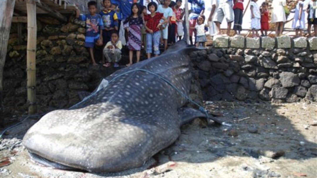 Kerumunan Massa Hambat Penyelamatan Ikan Paus Di Indonesia