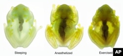 Glass Frogs Transparency