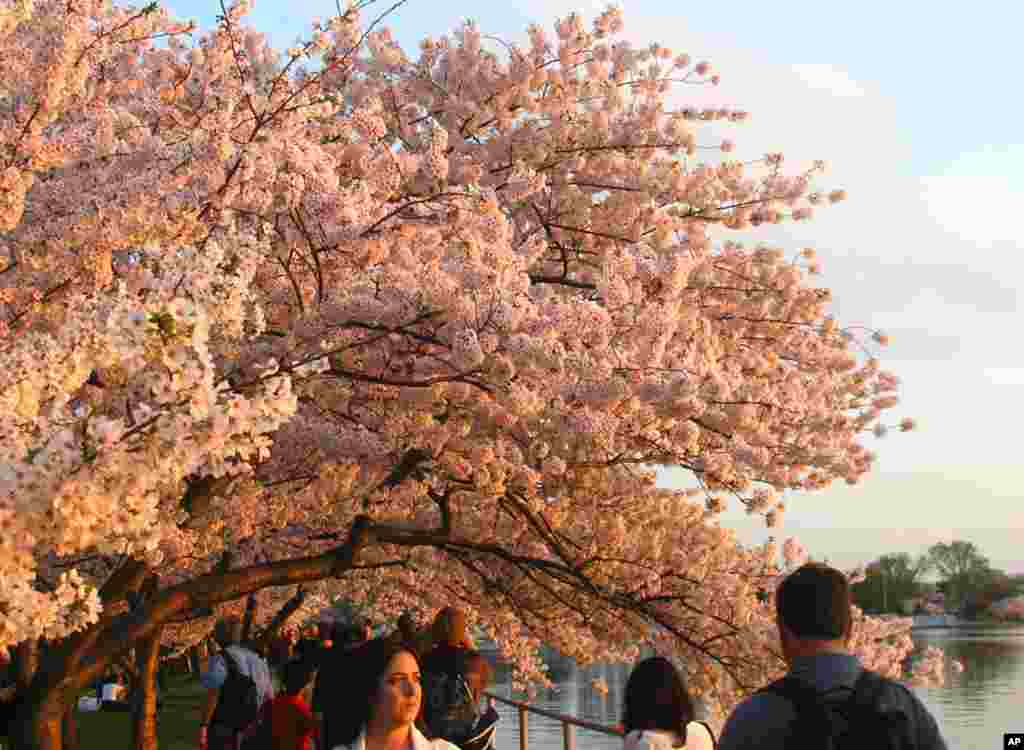 Cherry blossoms along the Tidal Basin, March 22, 2012. (Photo: Flickr user Cabeel)