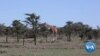 Kenyan Wildlife Conservancy Uses Sensors to Fight Poaching