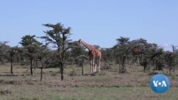 Kenyan Wildlife Conservancy Uses Sensors to Fight Poaching