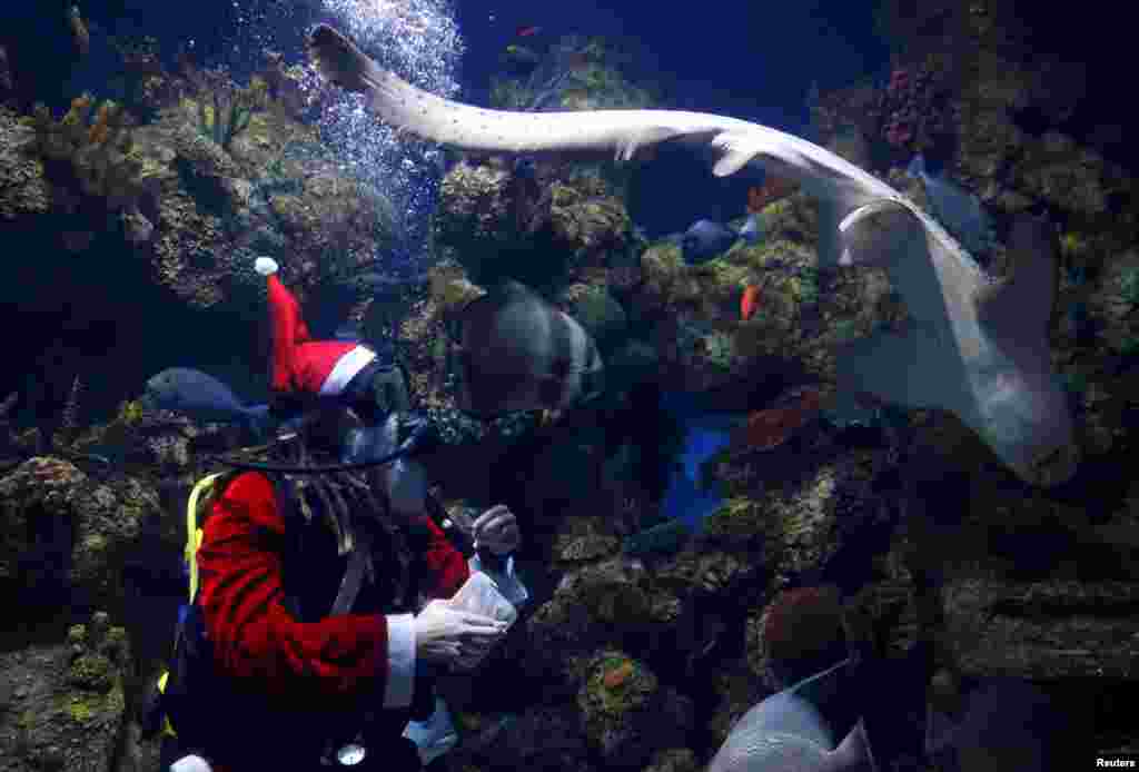 A diver dressed as Santa Claus feeds fish inside a fish tank at the Malta National Aquarium in Qawra, Malta.