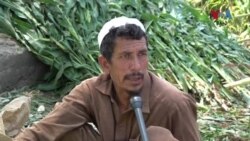 خېبر پښتونخوا کې د جوارو فصل تیار دی