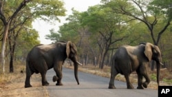 FILE - An elephant crosses a road in the Hwange National Park, Zimbabwe. Zimbabwe’s wildlife agency said Thursday, Jan. 5, 2017 it has sold 35 elephants to China to ease overpopulation and raise funds for conservation, amid criticism from animal welfare activists that such sales are unethical.