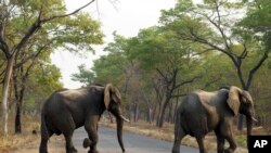 Deux éléphants traverse une route dans le parc national de Hwange National, au Zimbabwe, le 5 janvier 2017.