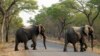 Conservationists Call For Transparency in Zimbabwe Wildlife