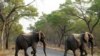 Eléphants, girafes, zèbres et buffles du Zimbabwe en route vers le Mozambique