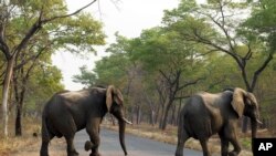 Des éléphants traversent une route au parc national de Hwange, Zimbabwe, 1er octobre 2015.