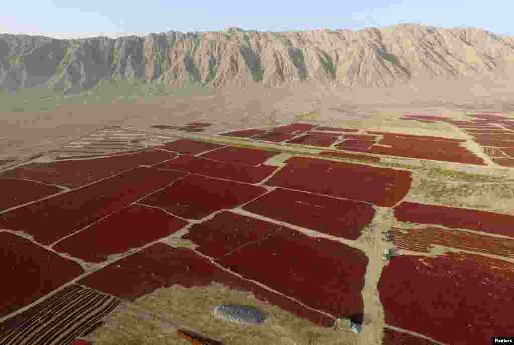 Foto ini menunjukkan cabai-cabai merah yang baru dipanen dan dihamparkan untuk dikeringkan dengan sinar matahari di kawasan otonomi Uighur Xinjiang, China.